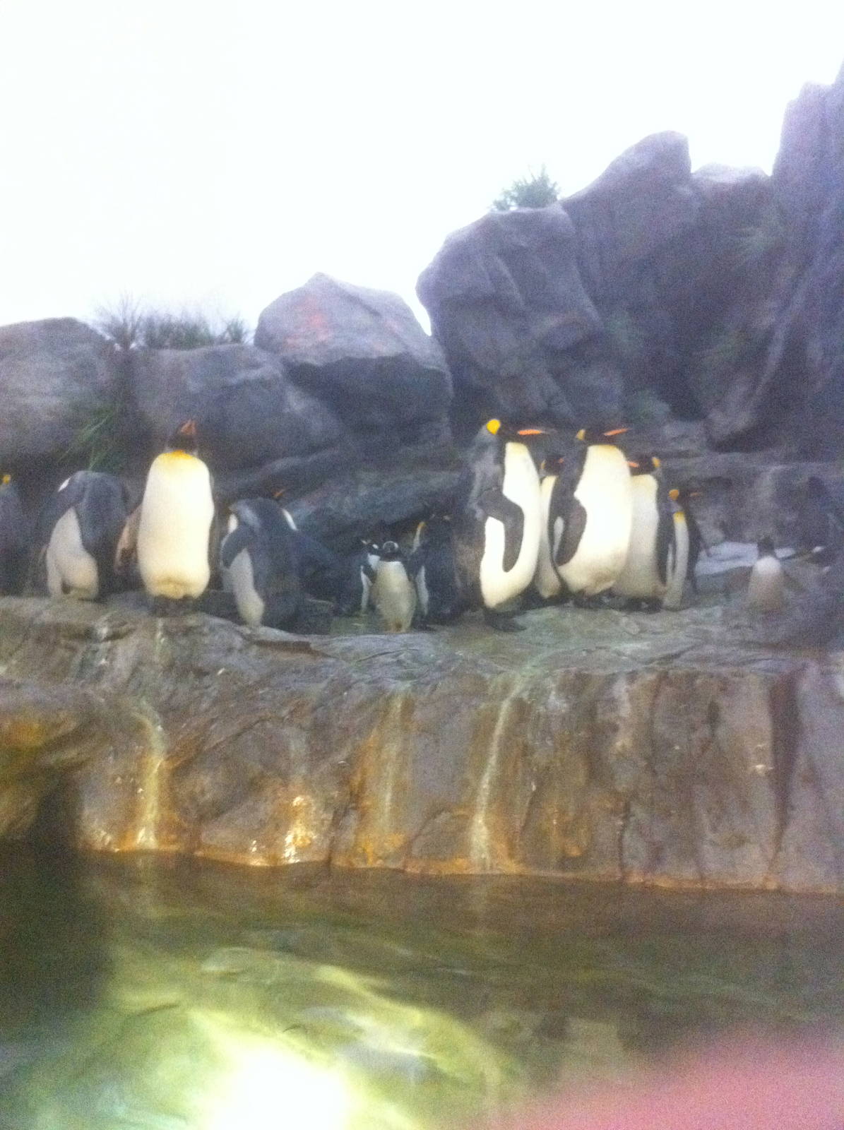 7/5/2013 - King Penguins