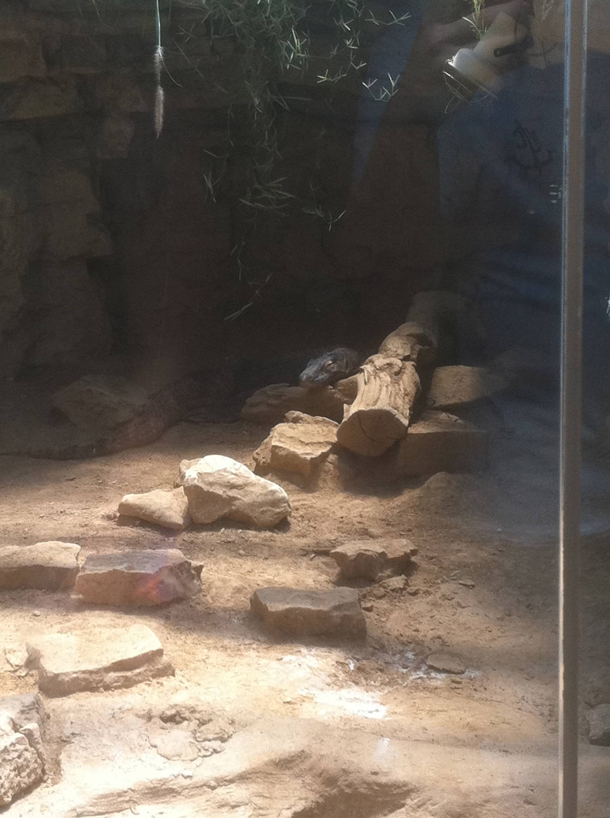 7/5/2013 - Komodo Dragon