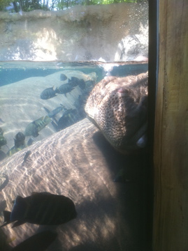 7/5/2013 - Nile Hippos