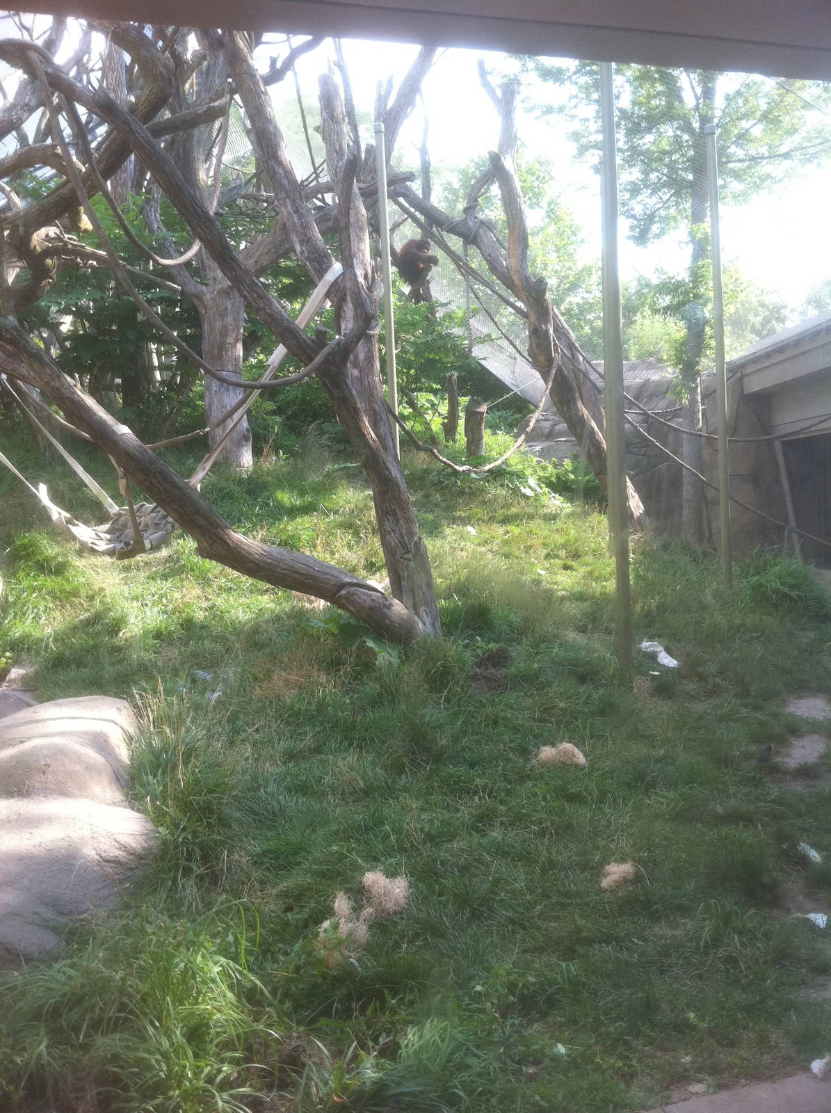 7/5/2013 - Orangutan Habitat