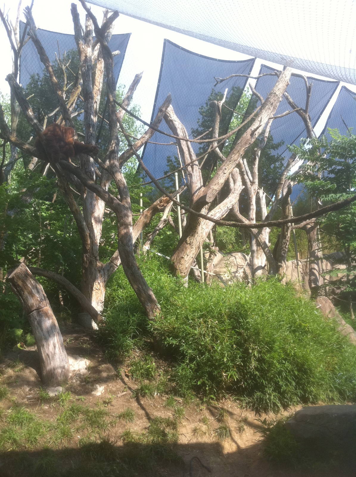 7/5/2013 - Orangutan Habitat