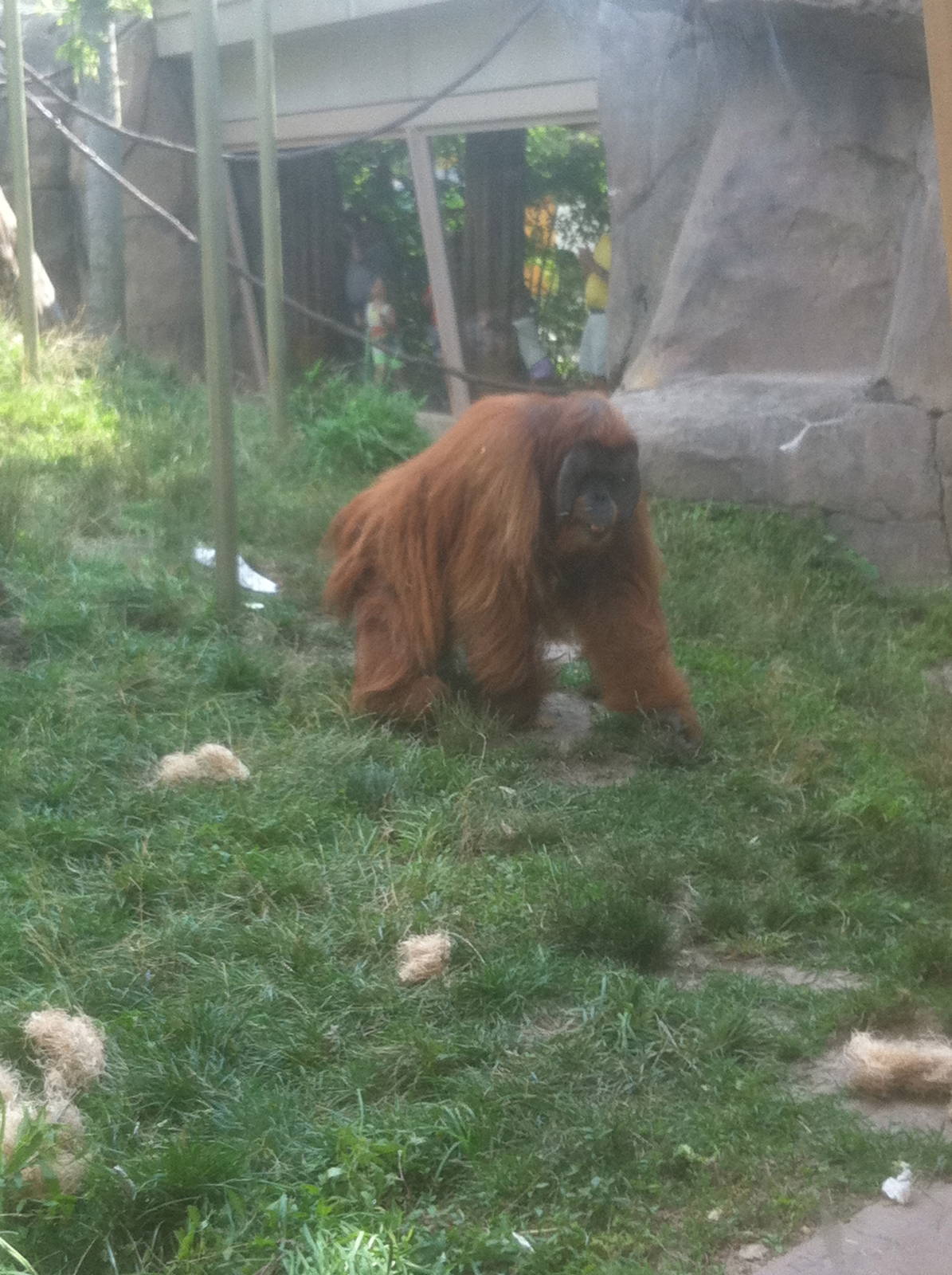 7/5/2013 - Orangutan