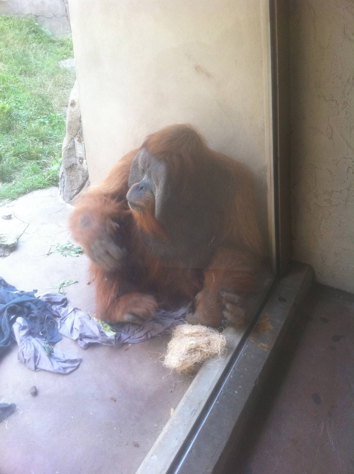 7/5/2013 - Orangutan