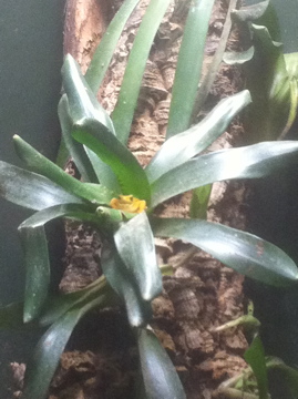 7/5/2013 - Panamanian Golden Frog