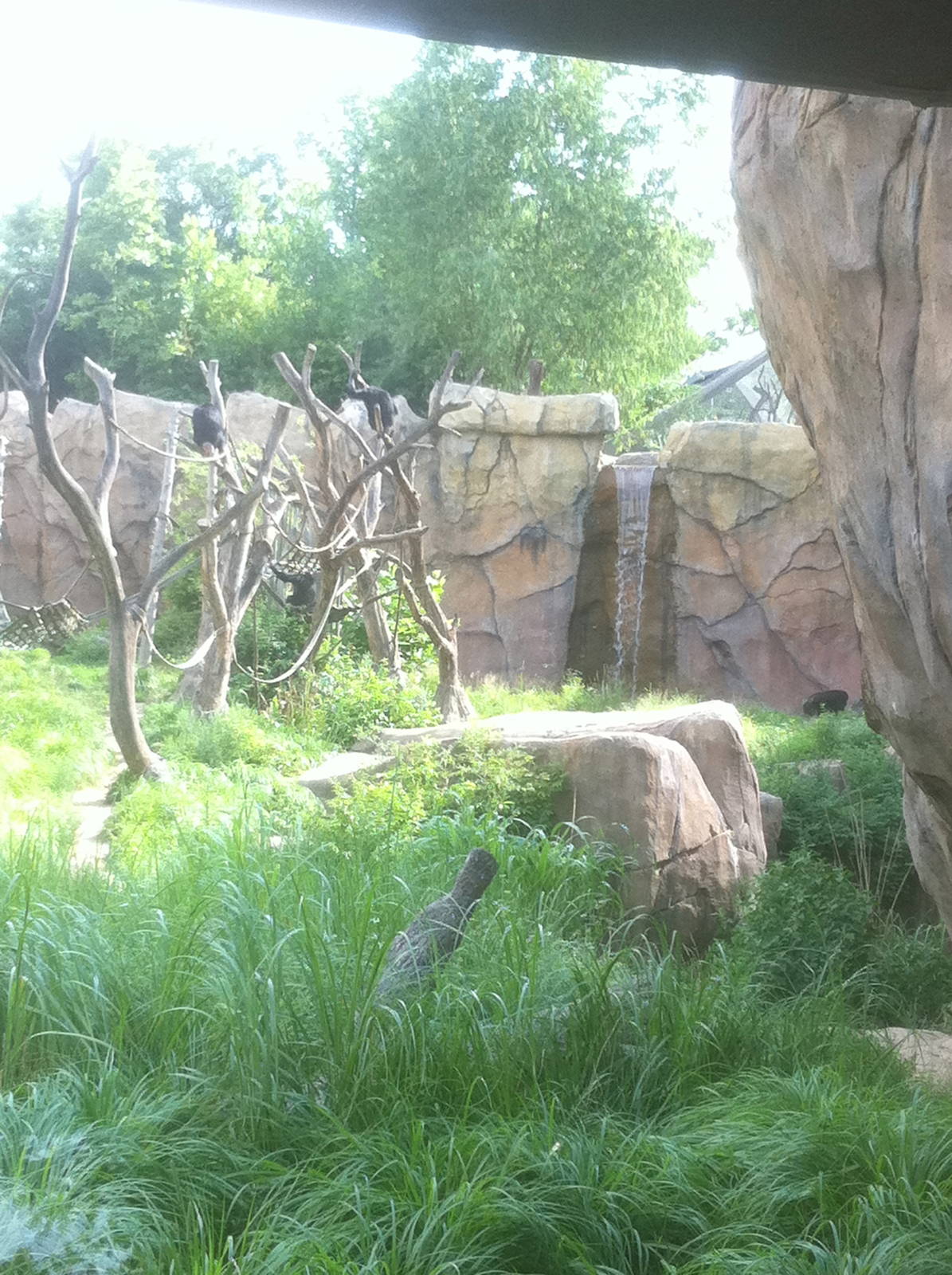 7/5/2013 - Part of the Chimpanzee Habitat