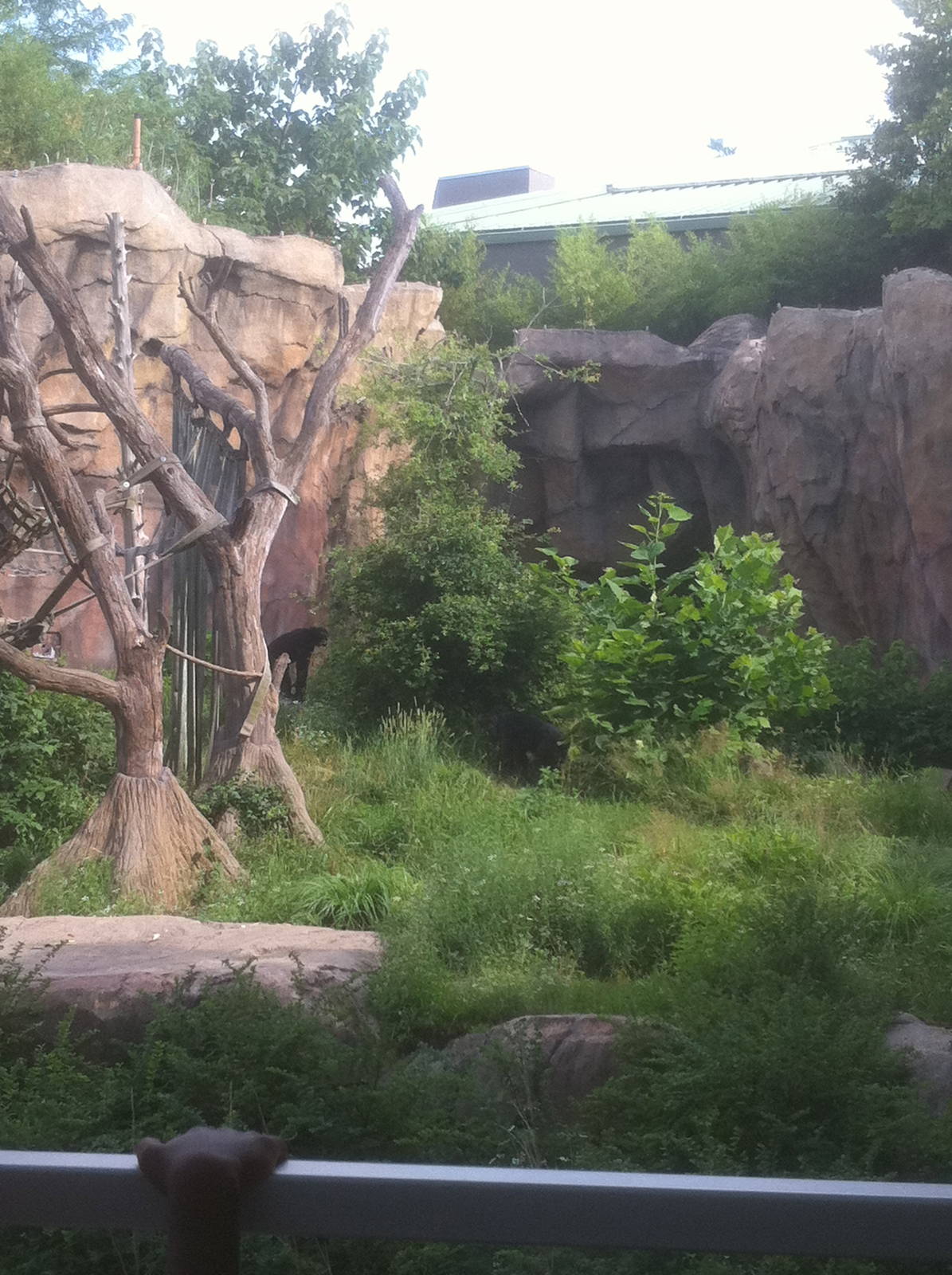 7/5/2013 - Part of the Chimpanzee Habitat