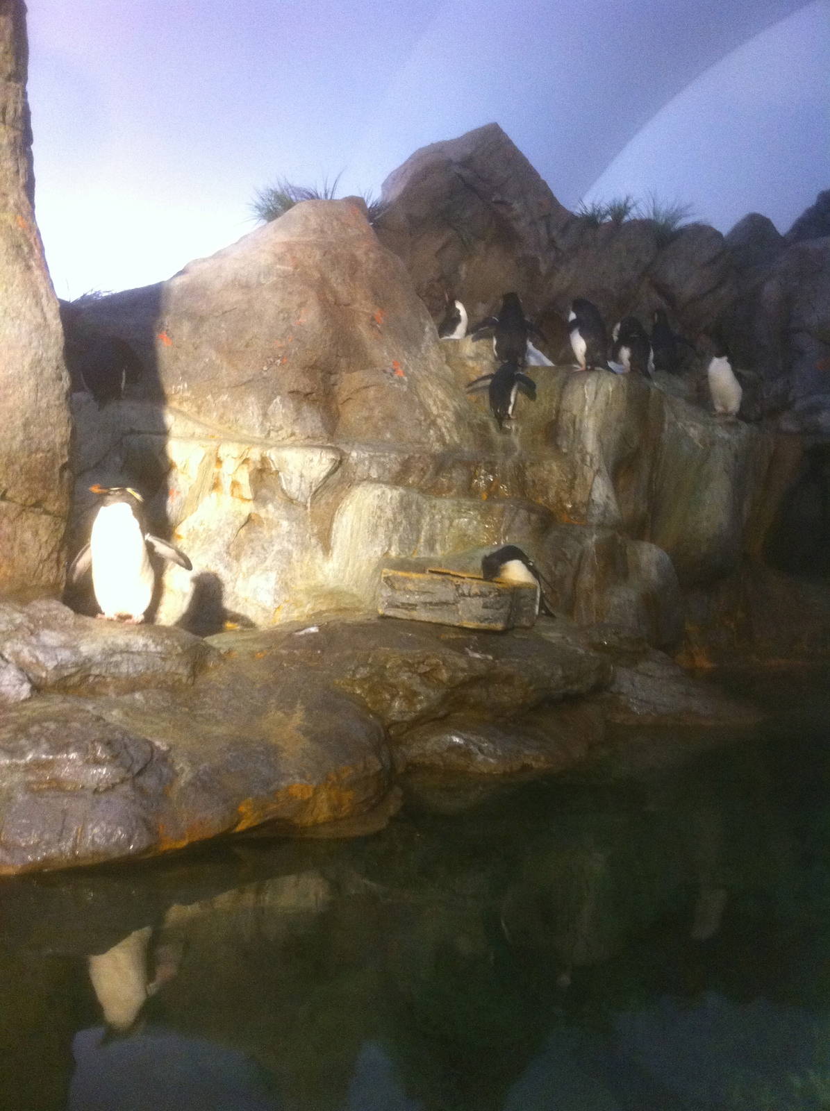 7/5/2013 - Penguin Habitat