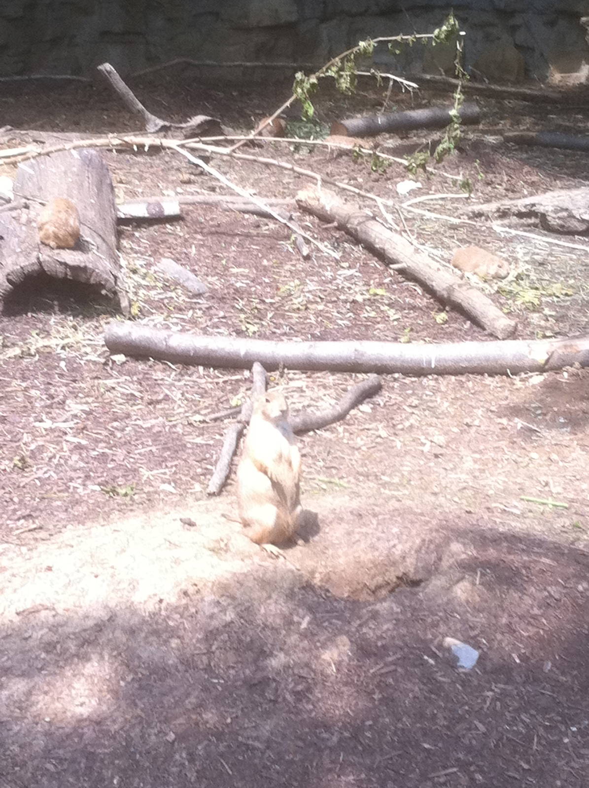 7/5/2013 - Prairie Dog