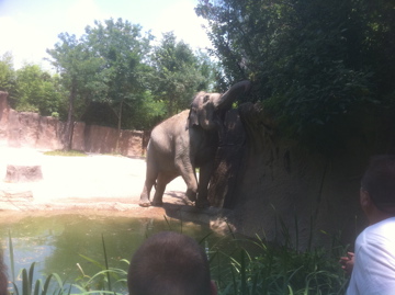 7/5/2013 - Reaching for the Branches