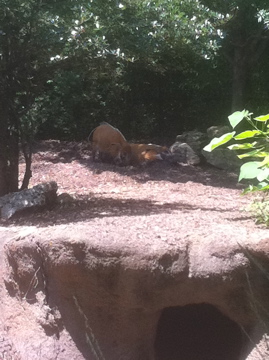 7/5/2013 - Red River Hogs