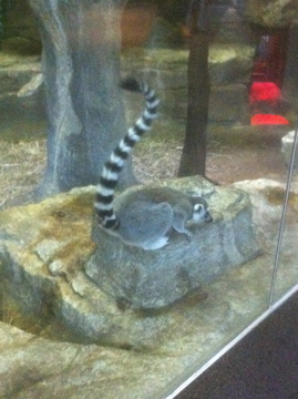 7/5/2013 - Ring-tailed Lemur