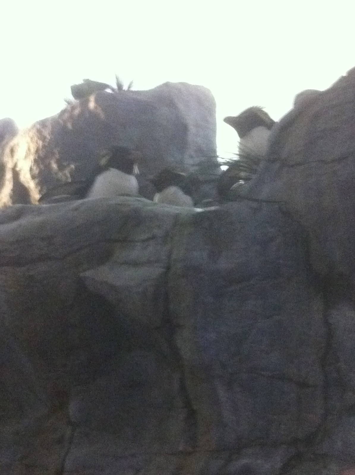 7/5/2013 - Rockhopper Penguins