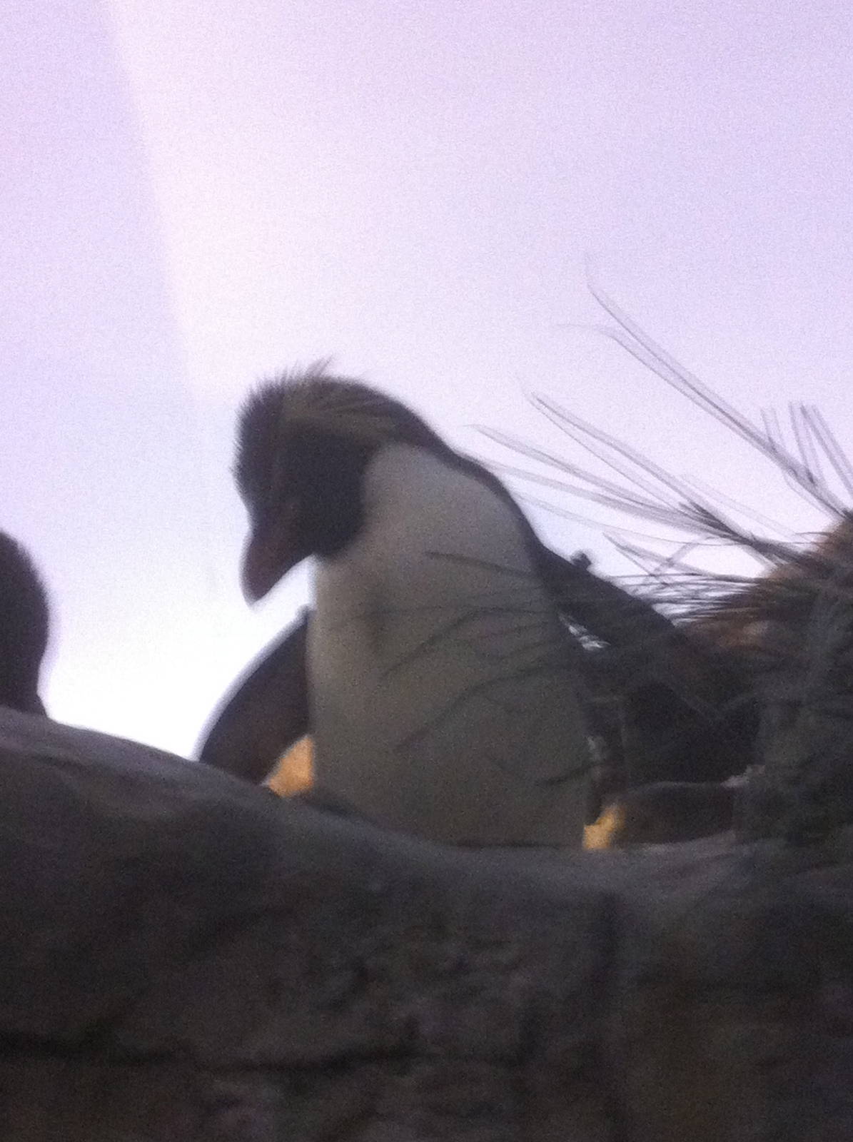 7/5/2013 - Rockhopper Up Close