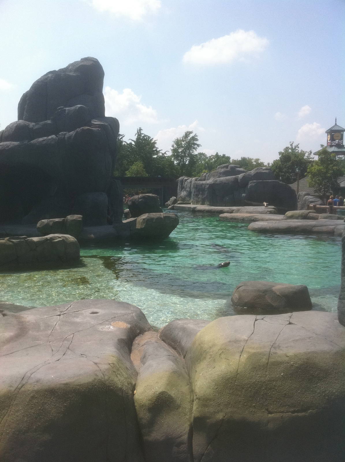 7/5/2013 - Sea Lion Sound - Above Water View