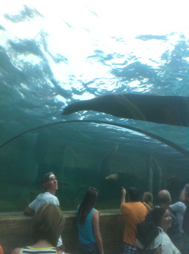 7/5/2013 - Sea Lion Sound - Underwater Tunnel
