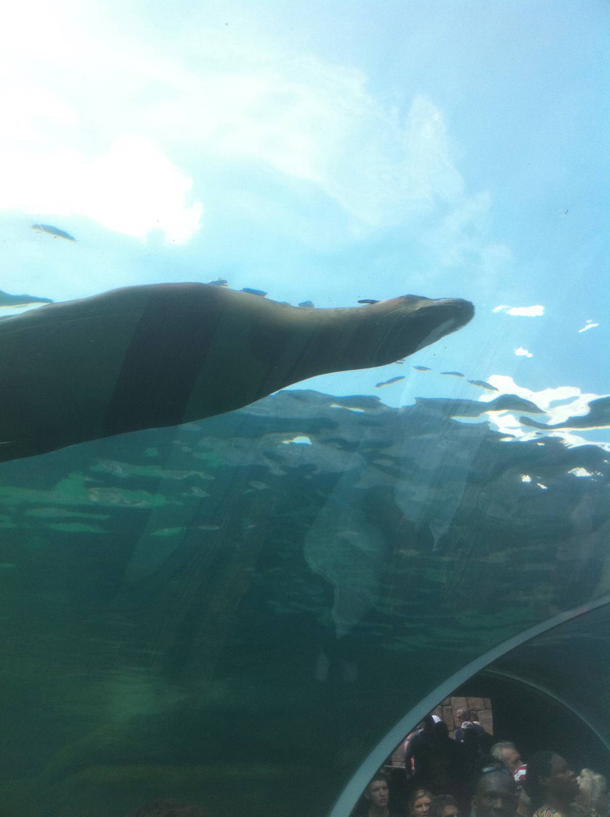 7/5/2013 - Sea Lion Sound - Underwater Tunnel