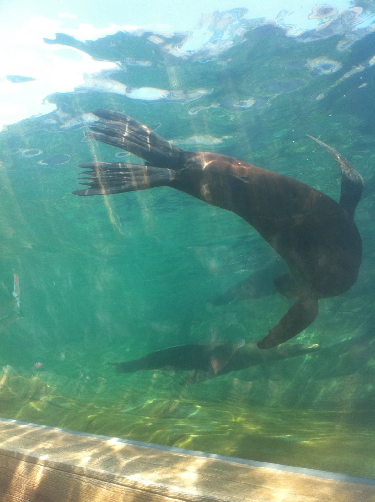 7/5/2013 - Sea Lion Sound - Underwater Tunnel