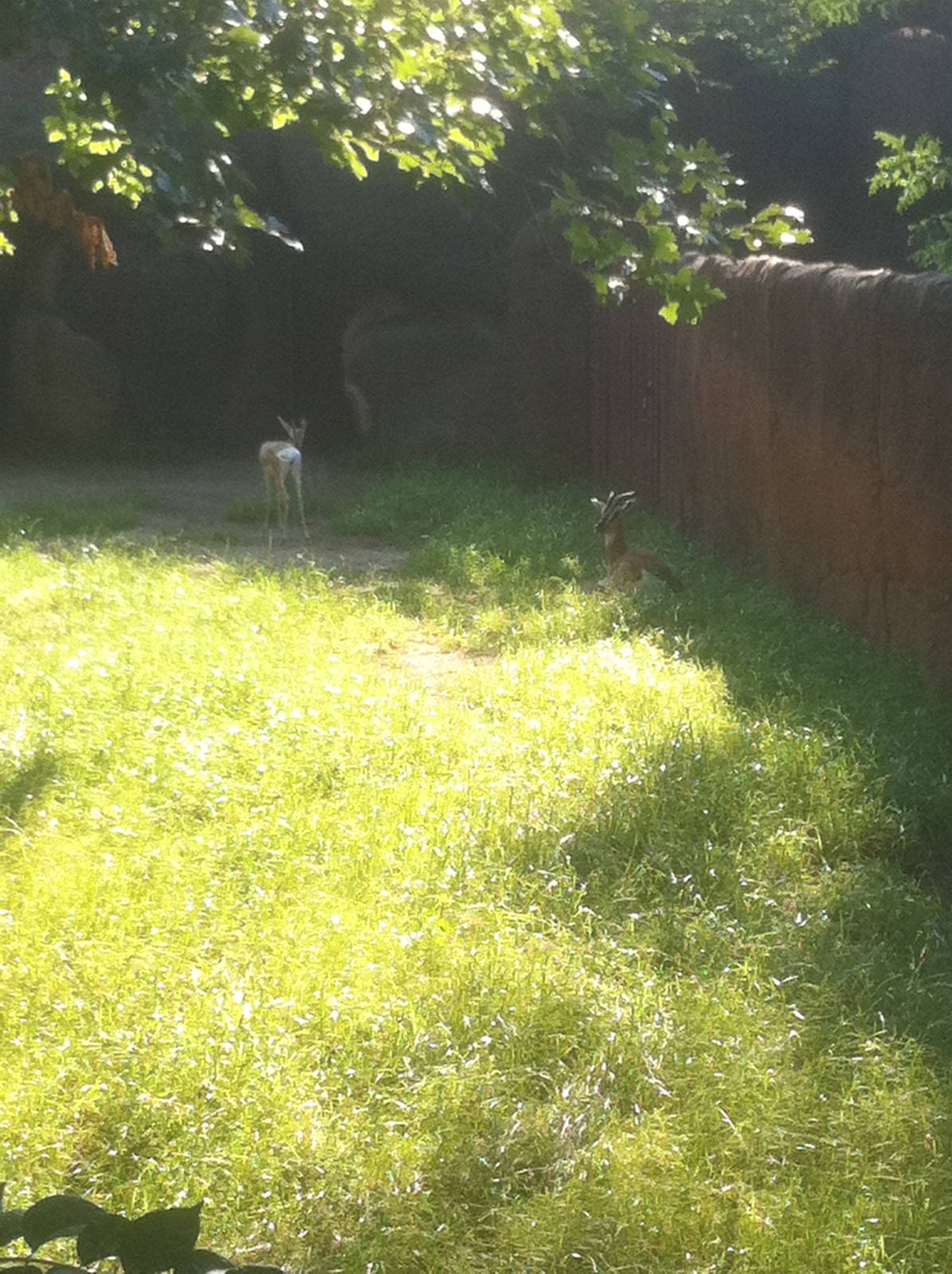 7/5/2013 - Sommering's Gazelles