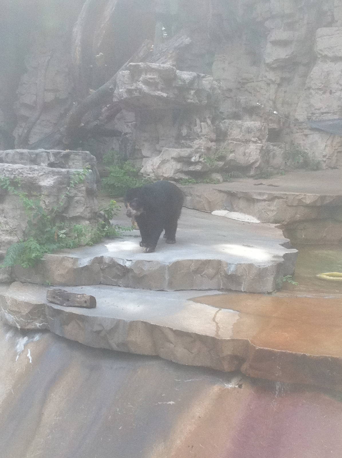 7/5/2013 - Spectacled Bear