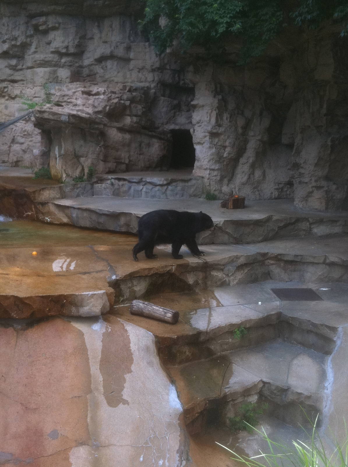 7/5/2013 - Spectacled Bear