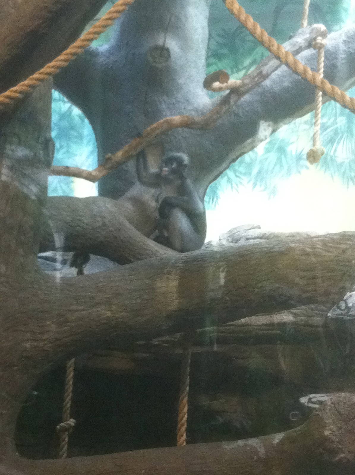 7/5/2013 - Spectacled Langur