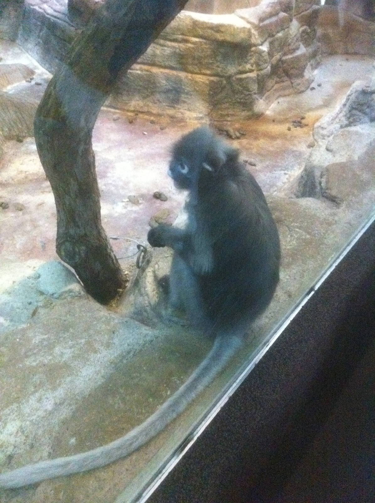 7/5/2013 - Spectacled Langur