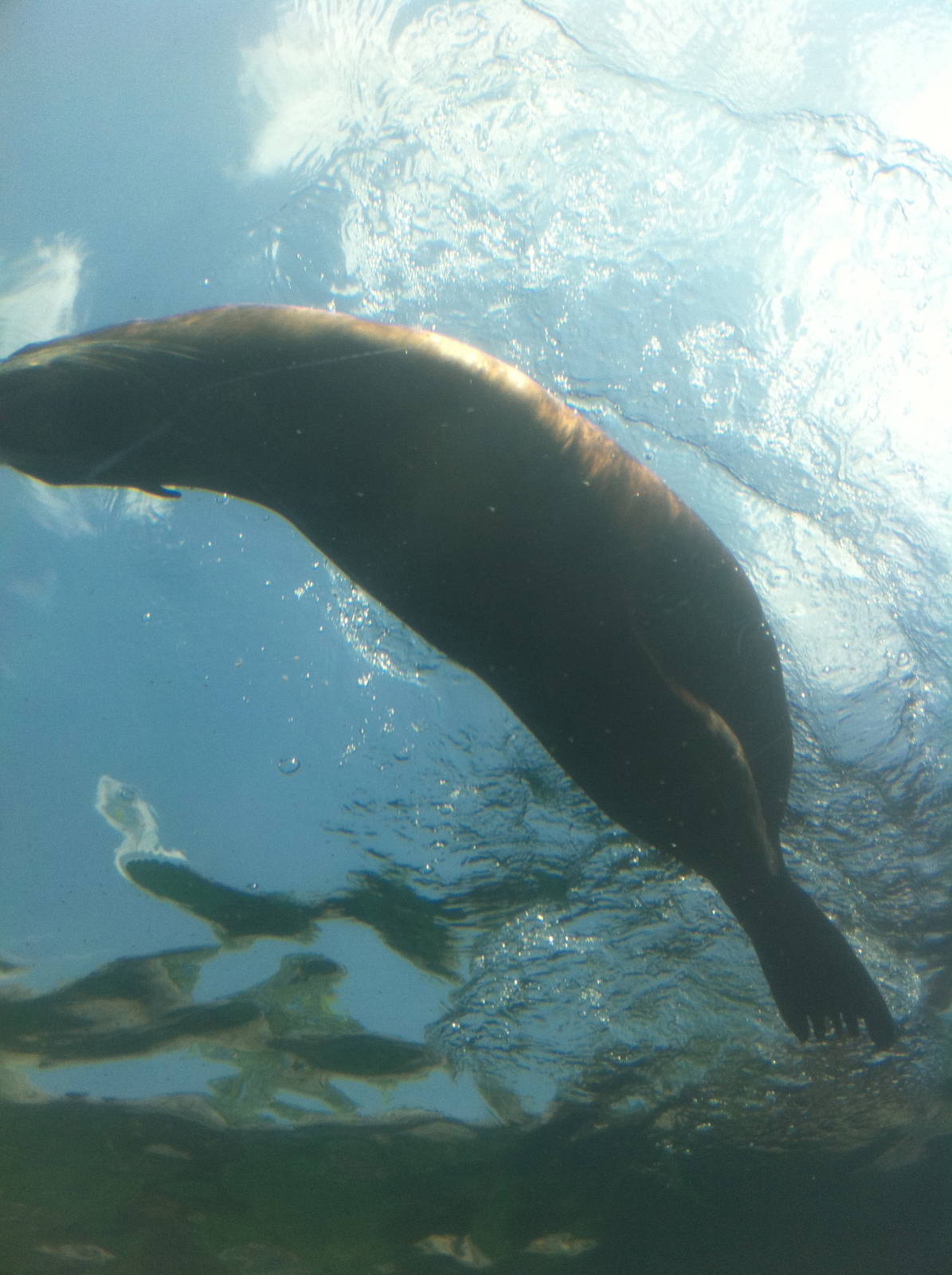7/5/2013 - Swimming Right Above Me!