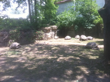 7/5/2013 - Tortoise Yard