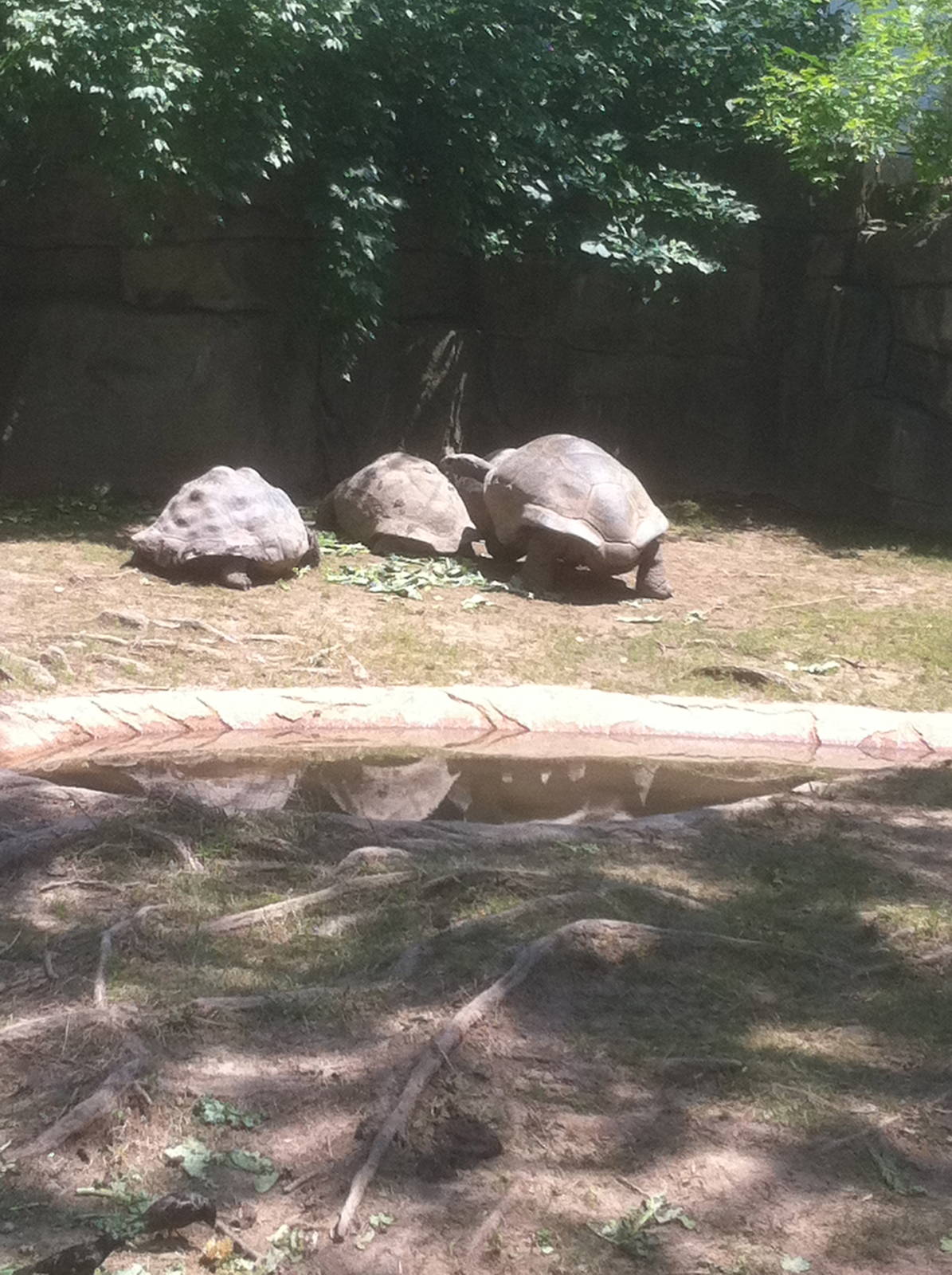 7/5/2013 - Tortoises