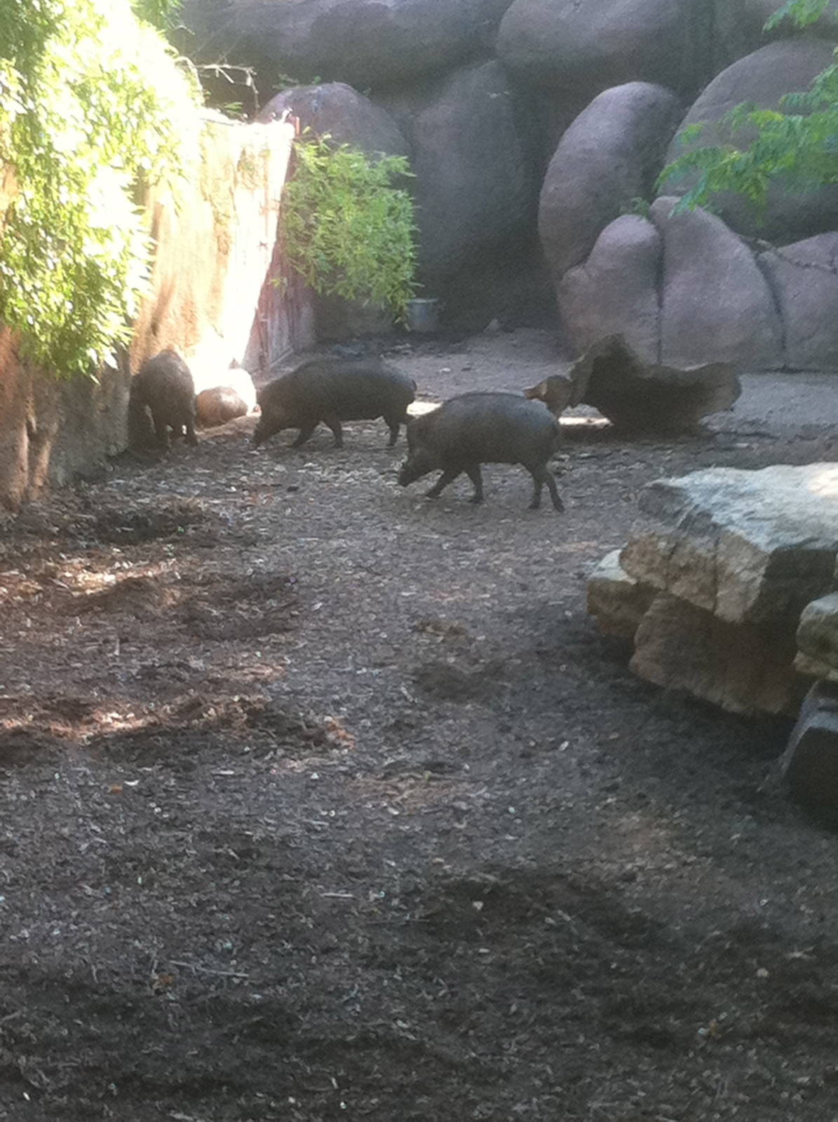 7/5/2013 - Visayan Warty Pigs