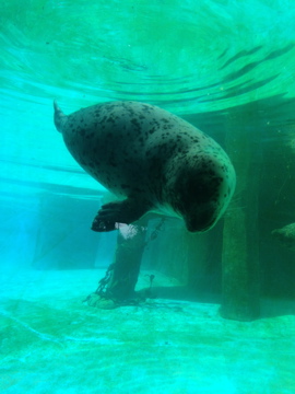 7/7/2014 - Harbor Seal Pup