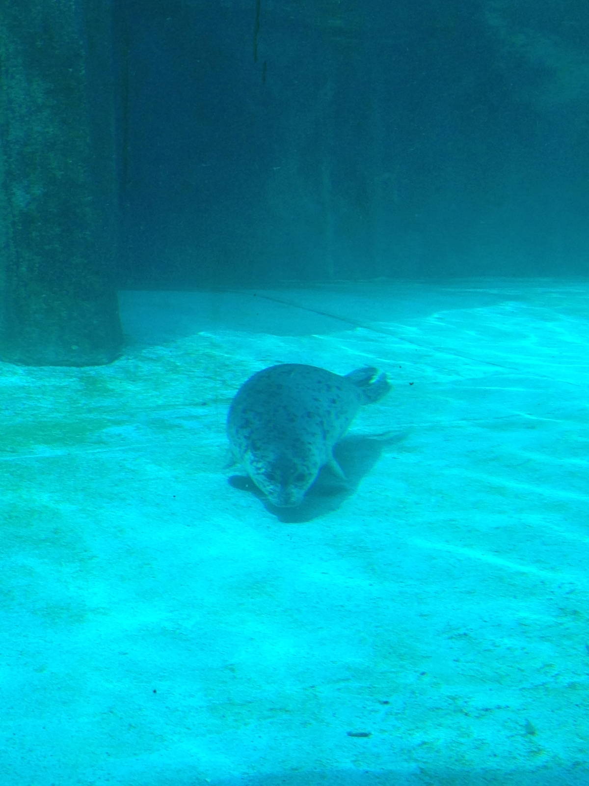 7/7/2014 - Harbor Seal Pup