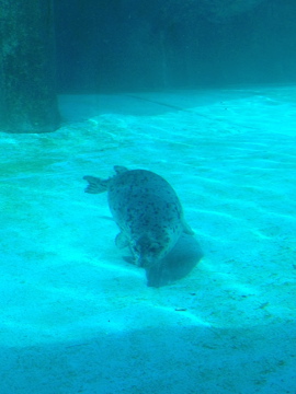 7/7/2014 - Harbor Seal Pup