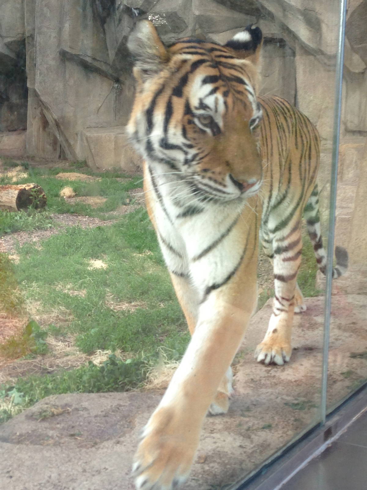 7/8/2014 - Amur Tiger