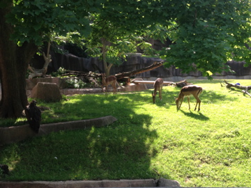 7/8/2014 - Impalas and Cinereous Vulture