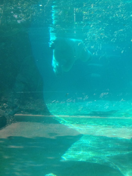 7/8/2014 - Snow Lilly Underwater