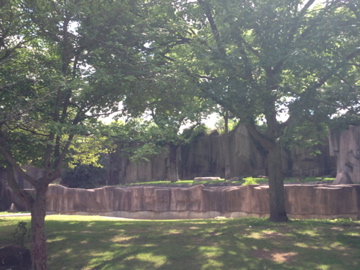 7/9/2014 - Cheetah Exhibit