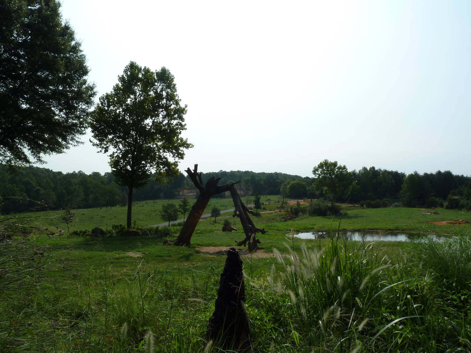 7-Acre African Elephant Exhibit