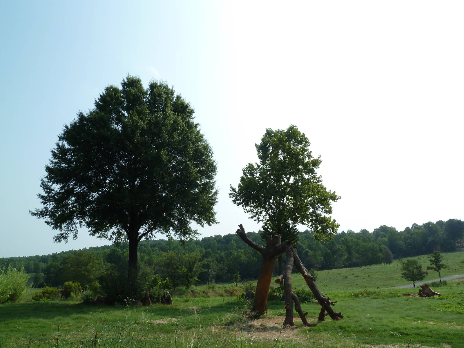 7-Acre African Elephant Exhibit