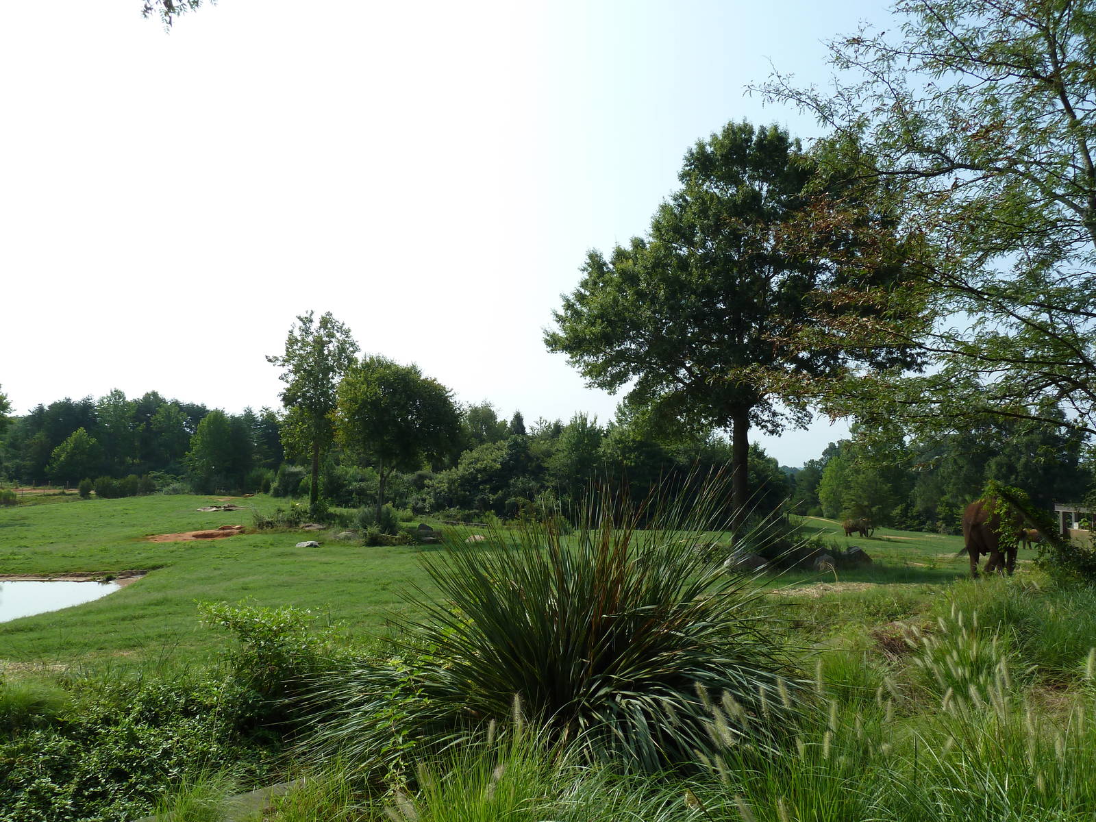 7-Acre African Elephant Exhibit