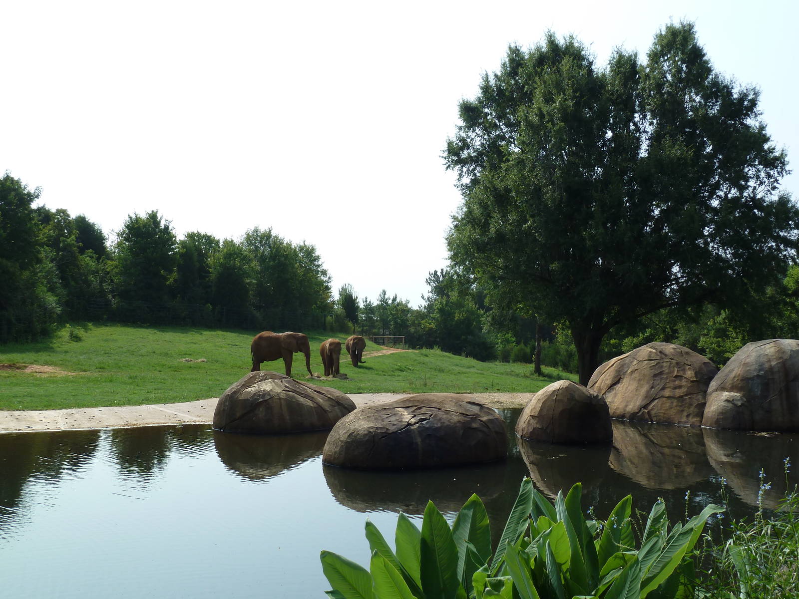 7-Acre African Elephant Exhibit