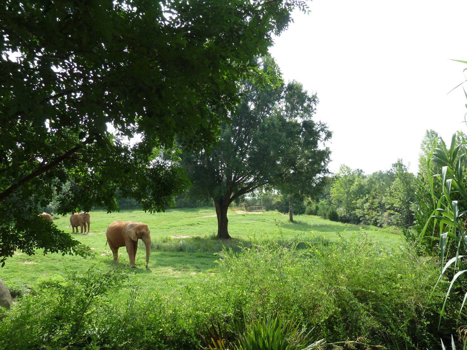 7-Acre African Elephant Exhibit