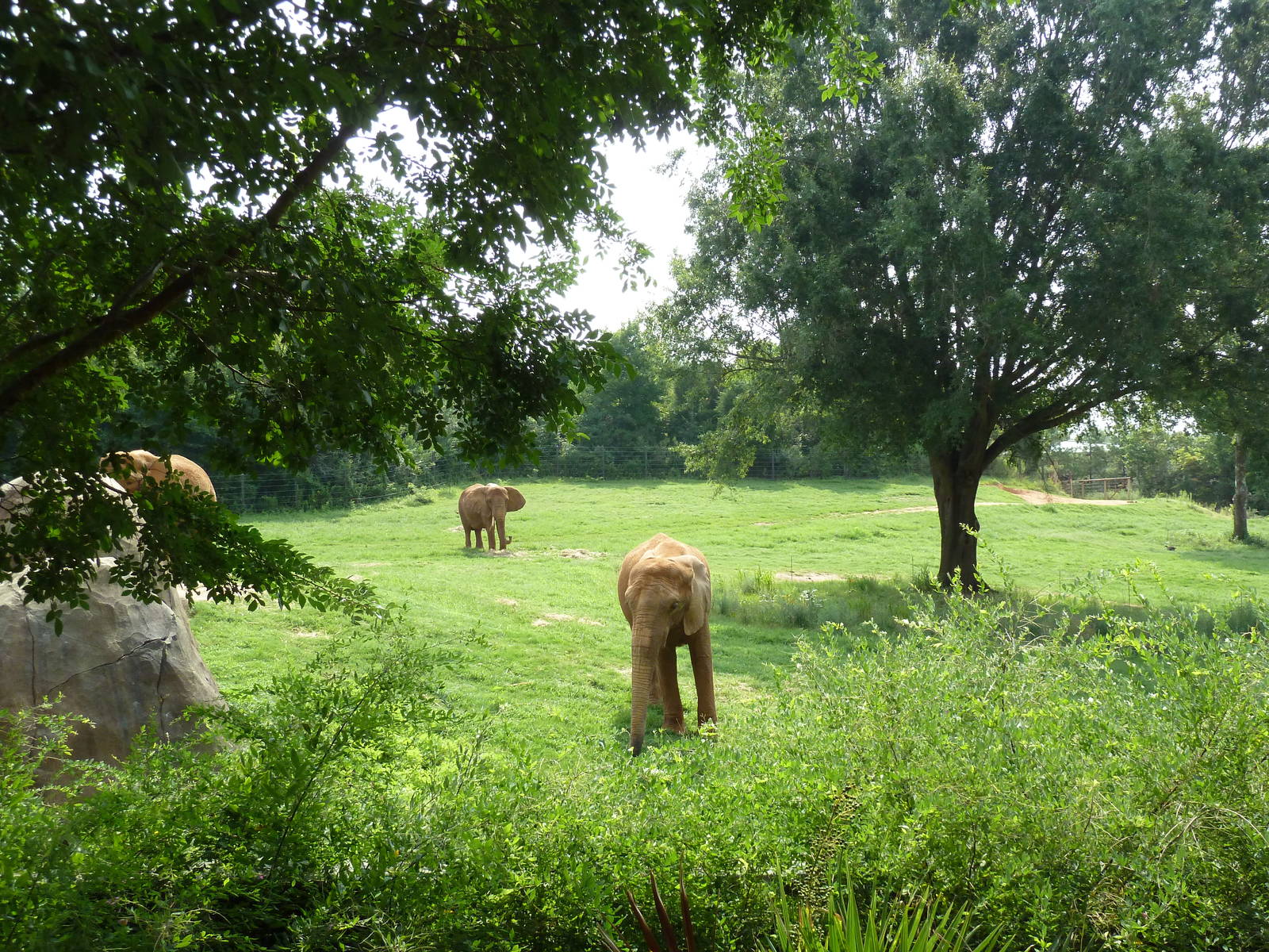 7-Acre African Elephant Exhibit