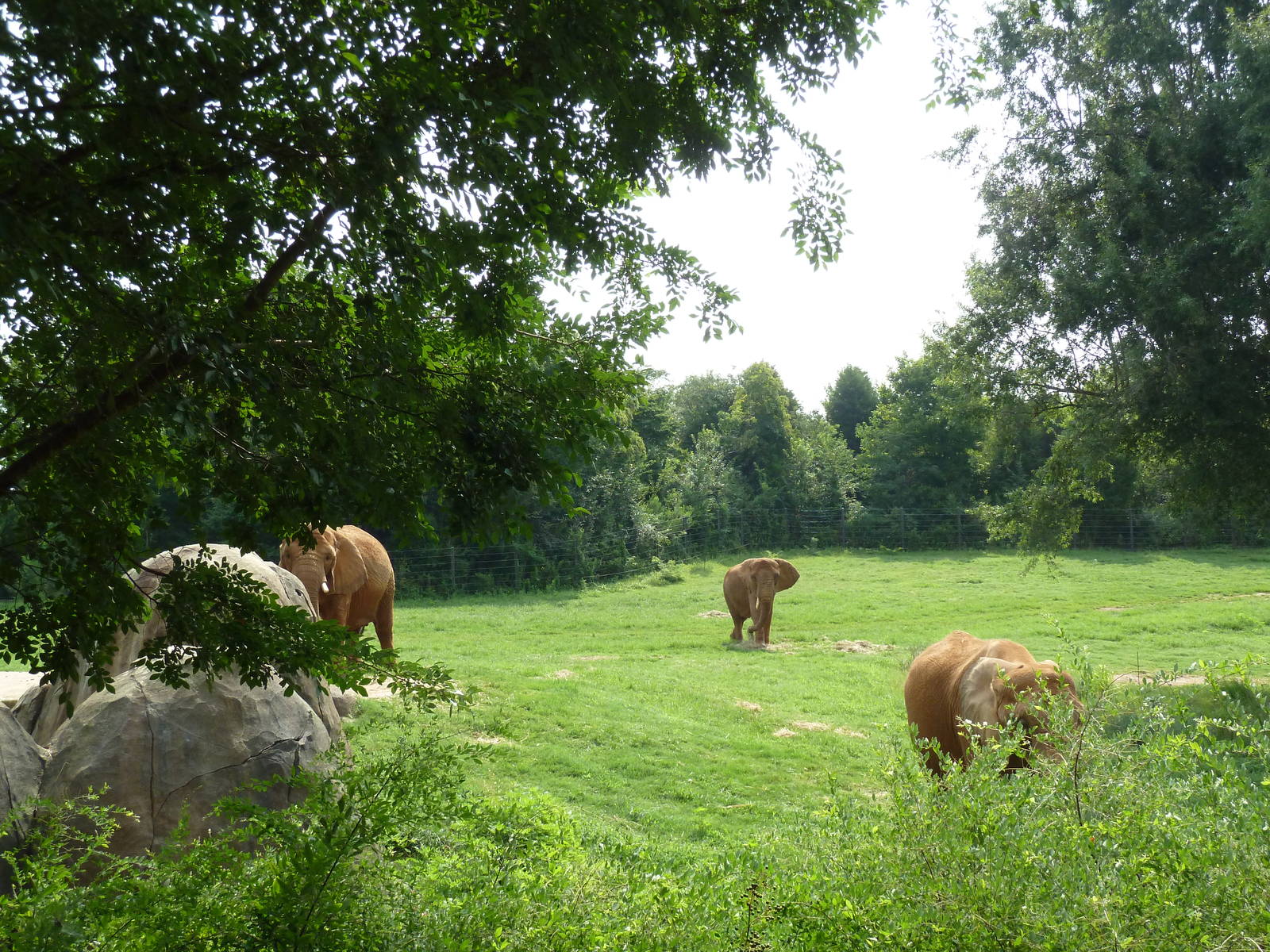 7-Acre African Elephant Exhibit