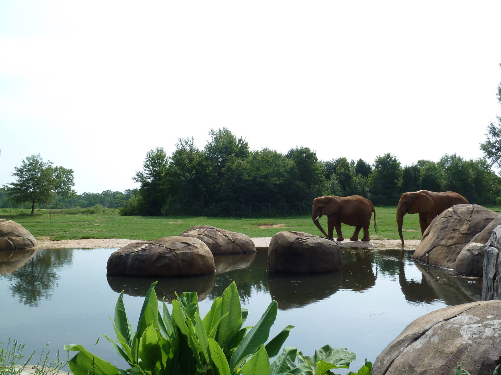 7-Acre African Elephant Exhibit