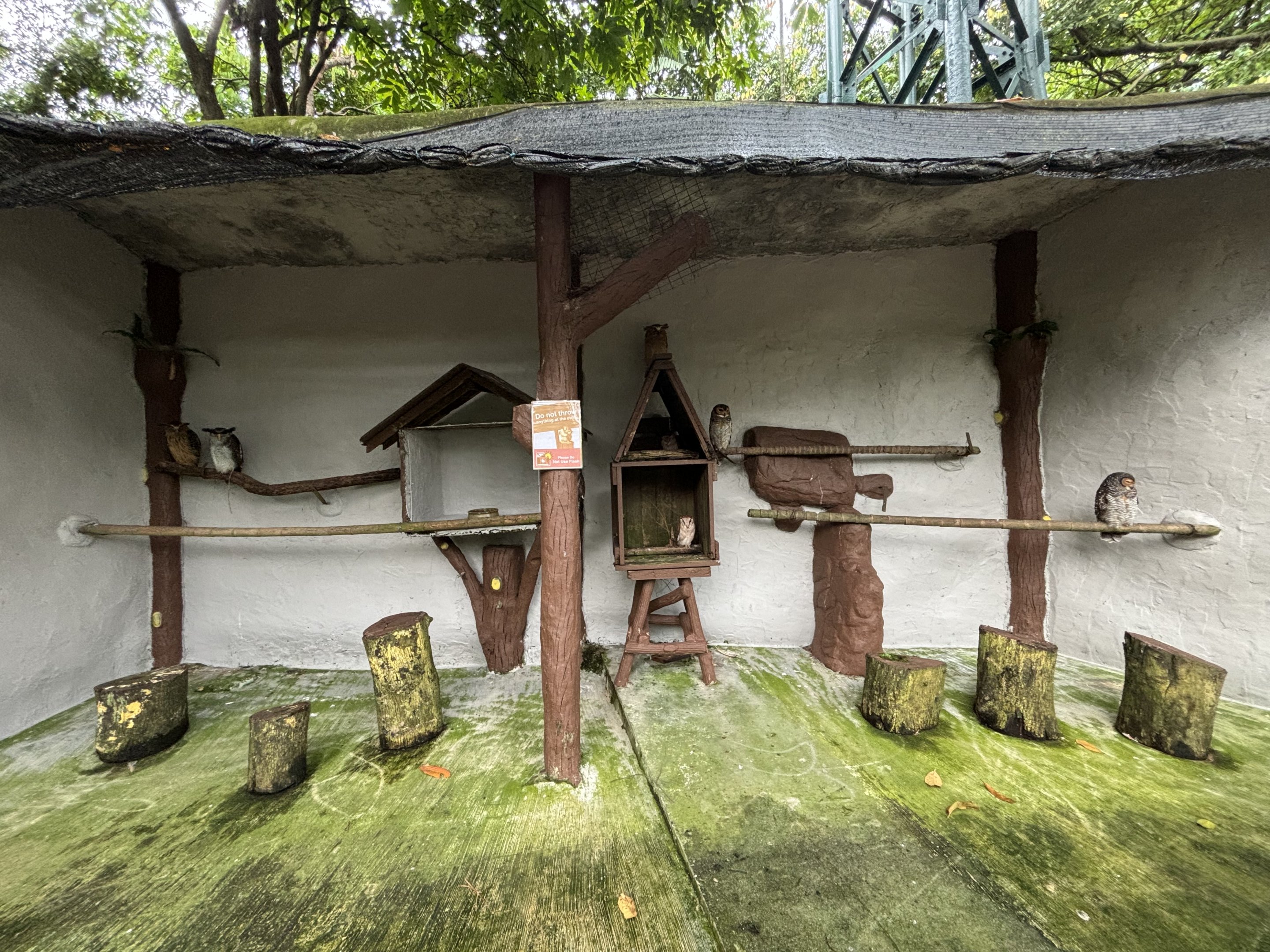 7 owls tied to branches
