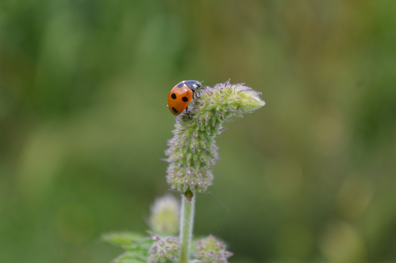 7-Spot Ladybird