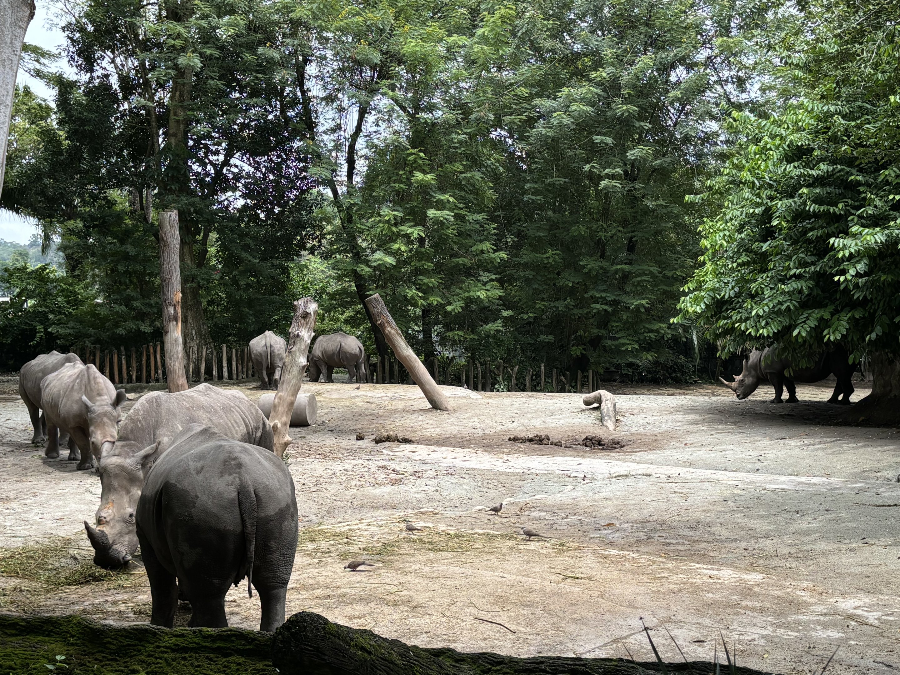 7 White Rhinos