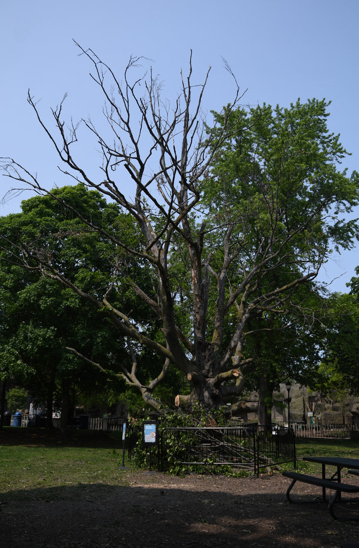 70-80 year old beech tree