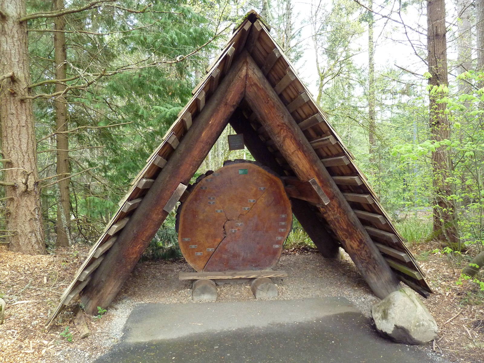 700 Year-Old Tree Stump
